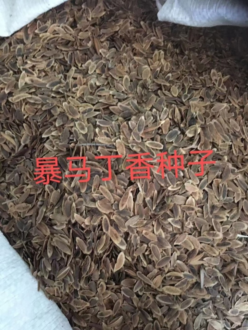 暴马丁香种子观赏风景树种子