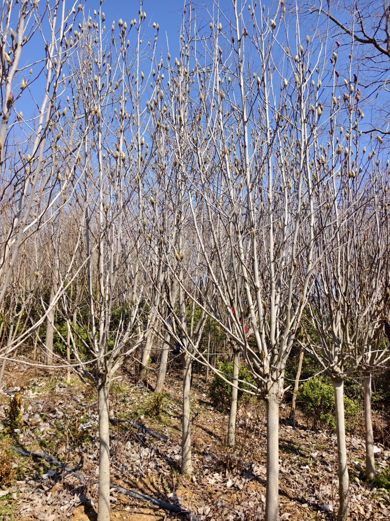 玉兰基地批发