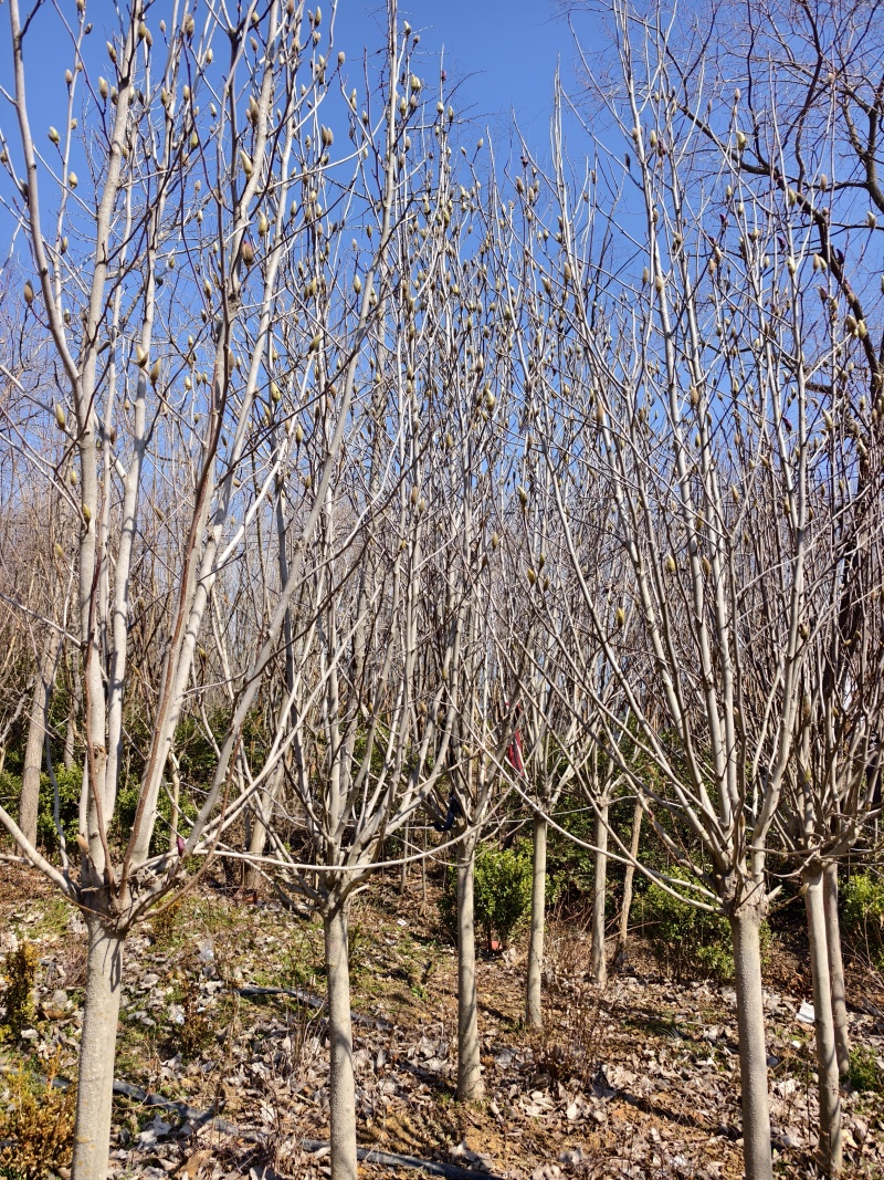 玉兰基地批发