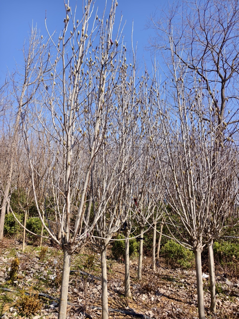 玉兰基地批发