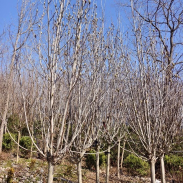 玉兰基地批发