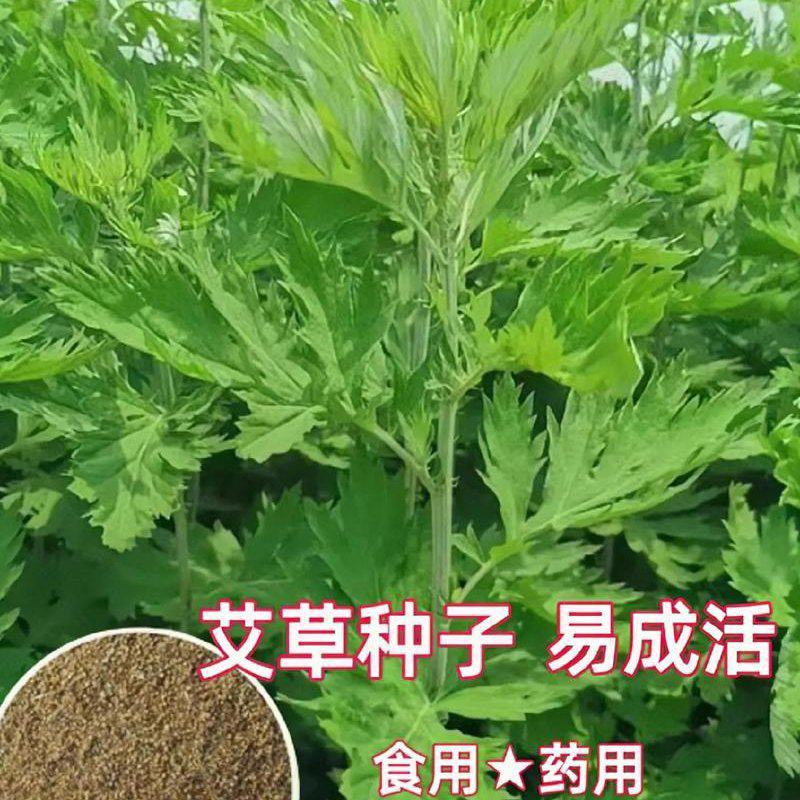 艾草种子