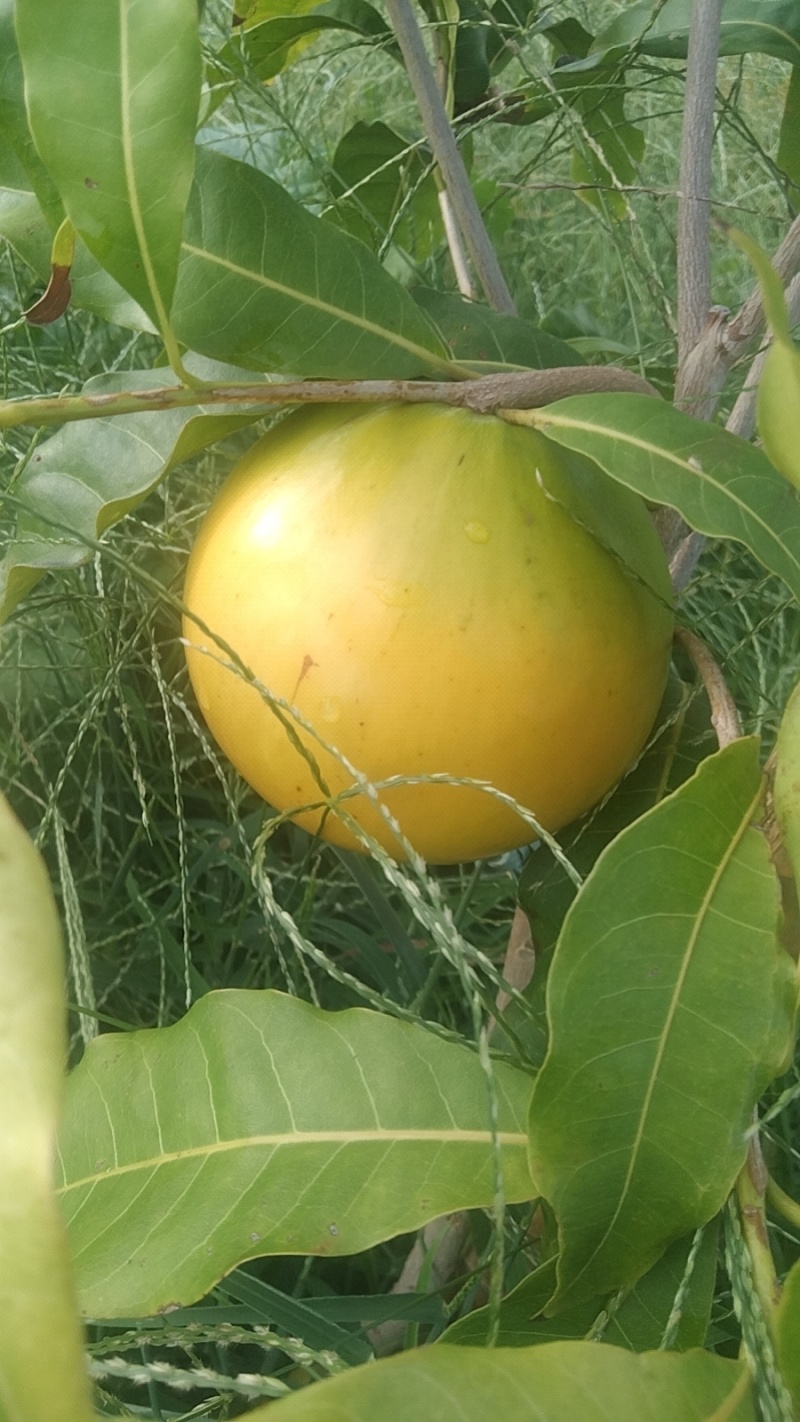 黄晶果