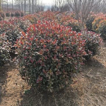 红叶石楠种植基地量大从优可视频看货欢迎老板电话联系