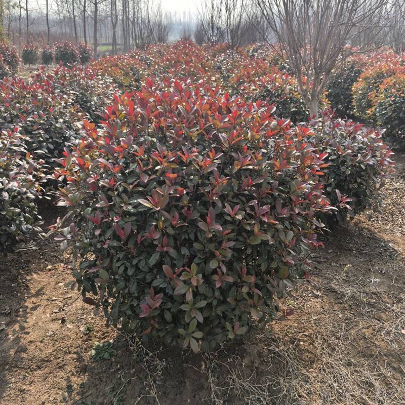 红叶石楠种植基地量大从优可视频看货欢迎老板电话联系