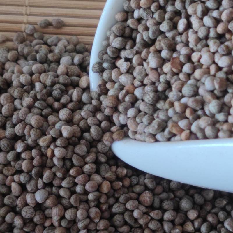 紫苏子苏子中药材批发零售质量保证