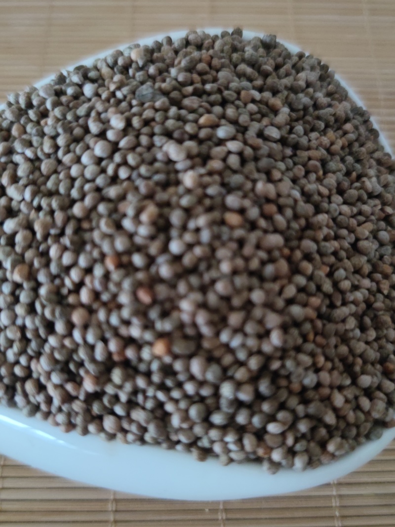 紫苏子苏子中药材批发零售质量保证