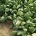 庞各庄本地秋播春收红根菠菜农家肥种植