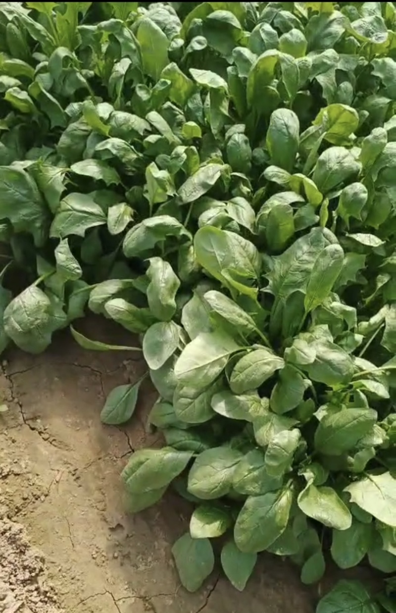 庞各庄本地秋播春收红根菠菜农家肥种植