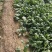 庞各庄本地秋播春收红根菠菜农家肥种植