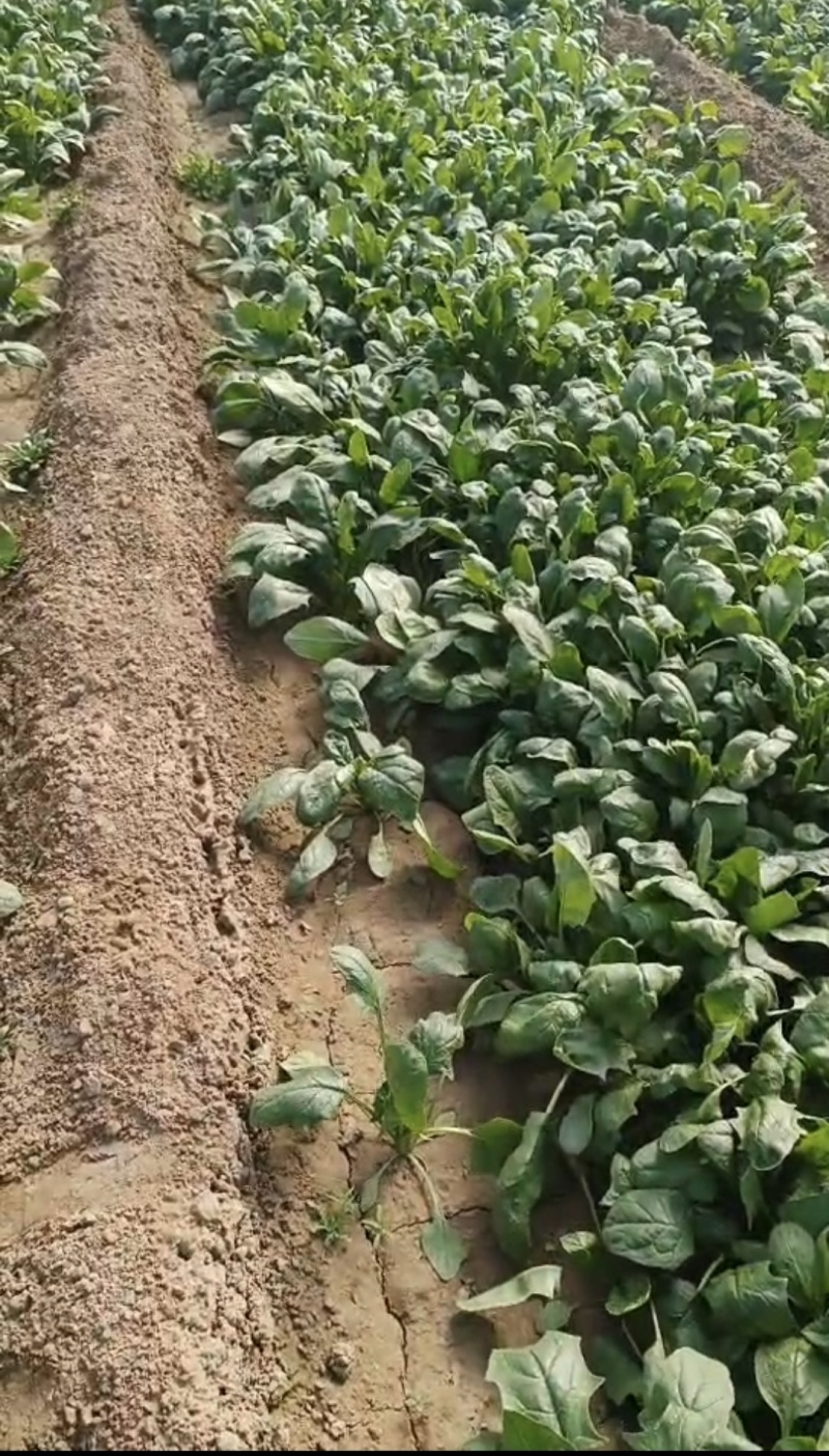 庞各庄本地秋播春收红根菠菜农家肥种植