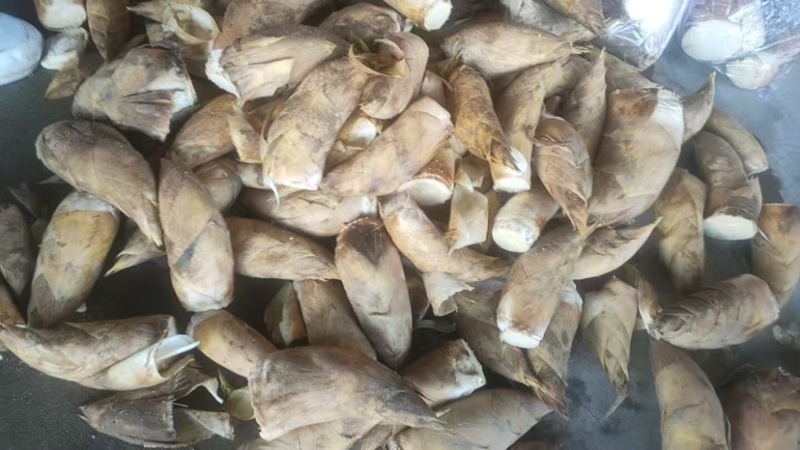 黄泥春笋现挖现发品质保证可视频看货欢迎咨询