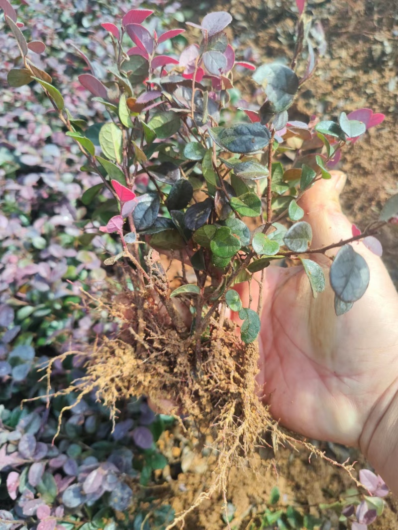广西黑珍珠红花继木扦插芽苗，基地大量现货供应，欢迎采购