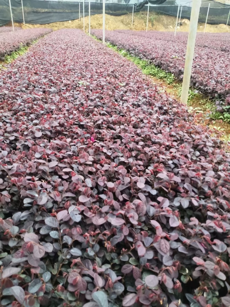 广西黑珍珠红花继木扦插芽苗，基地大量现货供应，欢迎采购
