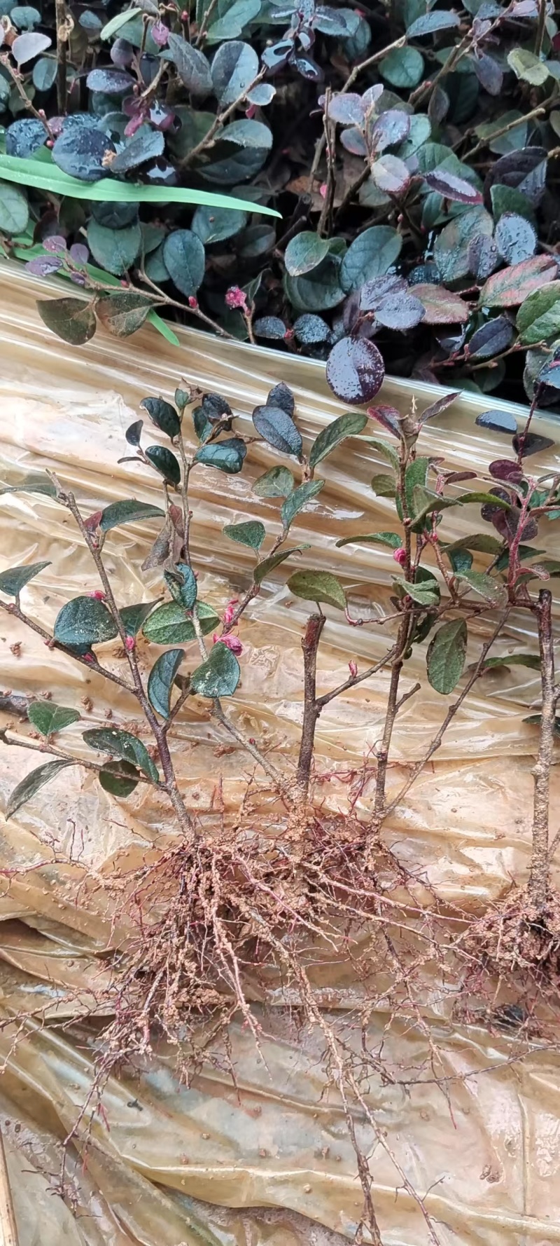 广西黑珍珠红花继木扦插芽苗，基地大量现货供应，欢迎采购