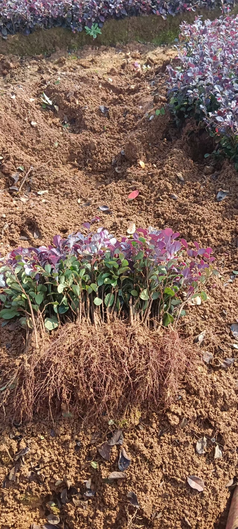 广西黑珍珠红花继木扦插芽苗，基地大量现货供应，欢迎采购