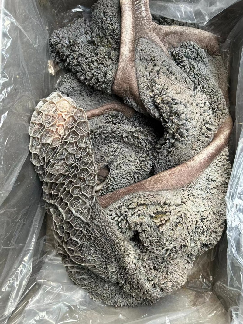 牛肚白肚黑肚现货源头厂家批发一件起发质量好干度高