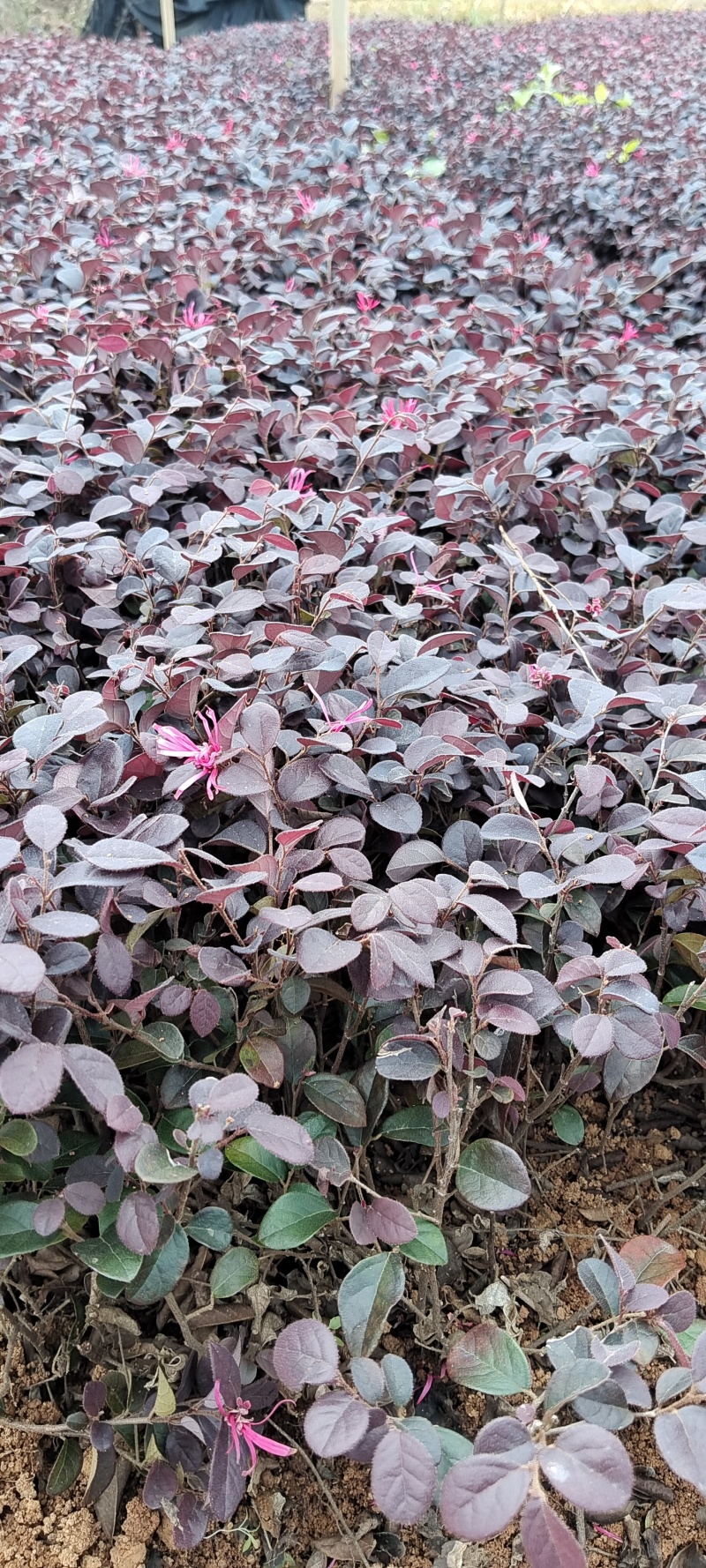 广西黑珍珠红花继木扦插芽苗，基地大量现货供应，欢迎采购