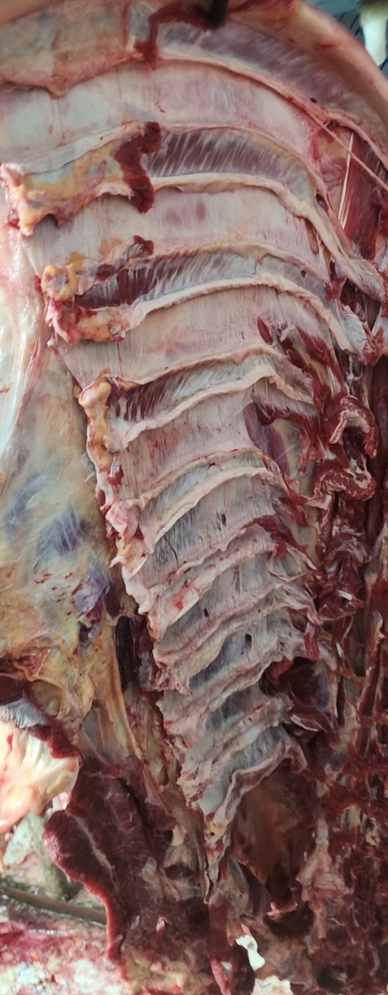 牛肉牛肋条肉牛腩胸腩连体带检疫手续一件起发质量好