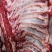 牛肉牛肋条肉牛腩胸腩连体带检疫手续一件起发质量好