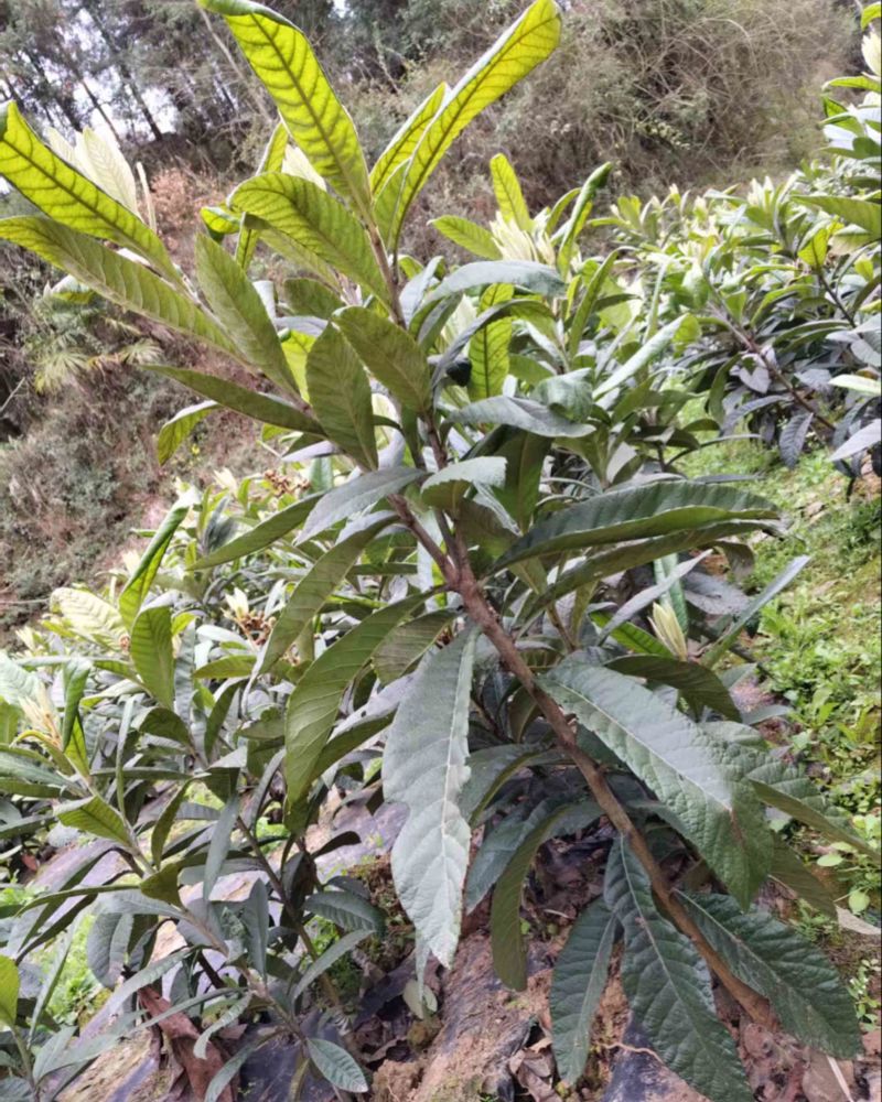 矮化白肉枇杷苗大量有货产地直发提供技术指导
