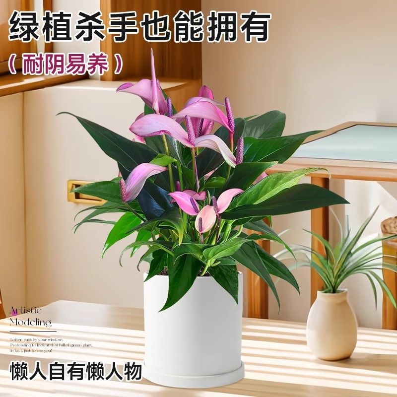 红掌室内绿植白掌盆栽一帆风顺鸿运当头易活花卉绿植特级红掌