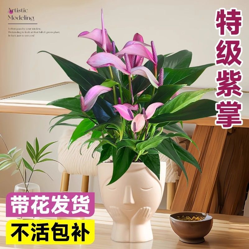 红掌室内绿植白掌盆栽一帆风顺鸿运当头易活花卉绿植特级红掌