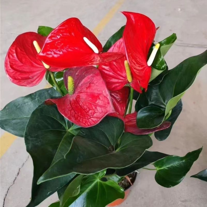 红掌室内绿植白掌盆栽一帆风顺鸿运当头易活花卉绿植特级红掌