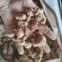 隔年沙姜，小颗粒，适合做沙姜酱料，数量有限价格实惠6.5