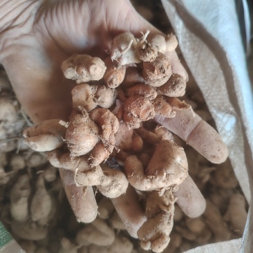 隔年沙姜，小颗粒，适合做沙姜酱料，数量有限价格实惠6.5