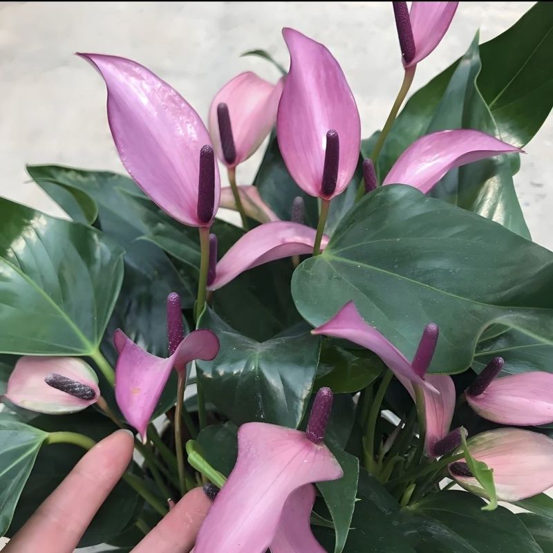 红掌室内绿植白掌盆栽一帆风顺鸿运当头易活花卉绿植特级红掌