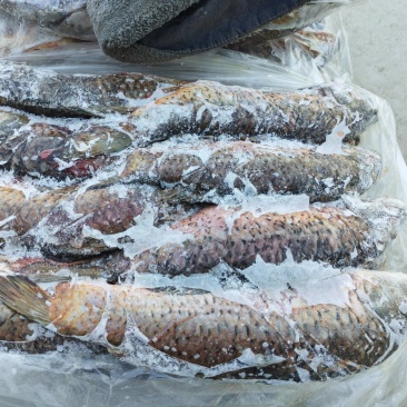 鲤鱼草鱼