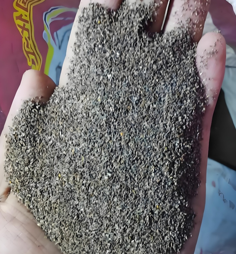 洋甘菊种子四季播开花不断室内外花卉耐寒籽白金菊盆栽观赏