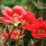 福寿花四季易种易活花种子室内春播种盆栽秋冬季花籽花卉花草