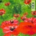 福寿花四季易种易活花种子室内春播种盆栽秋冬季花籽花卉花草