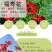福寿花四季易种易活花种子室内春播种盆栽秋冬季花籽花卉花草