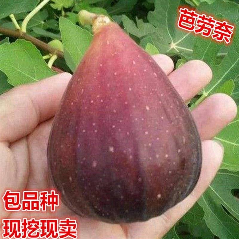 芭劳奈无花果树苗，果实味道很甜，香气四溢，，外观美丽