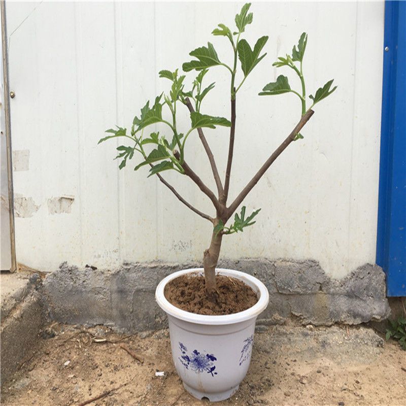 芭劳奈无花果树苗，果实味道很甜，香气四溢，，外观美丽