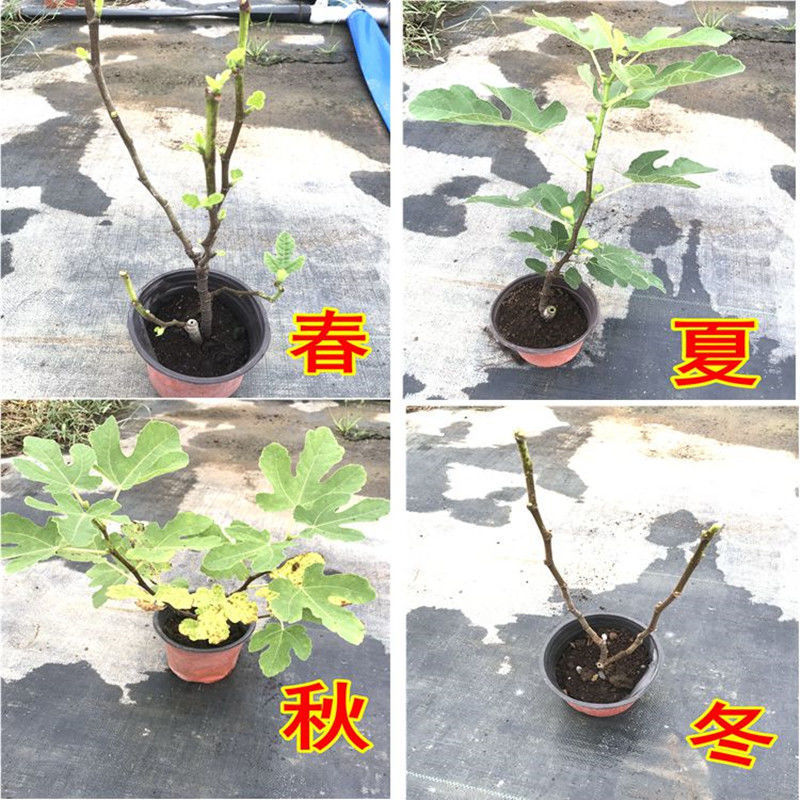 芭劳奈无花果树苗，果实味道很甜，香气四溢，，外观美丽