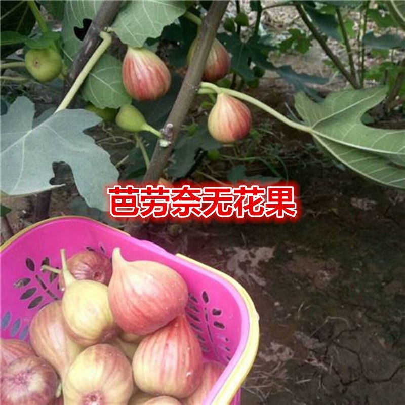 芭劳奈无花果树苗，果实味道很甜，香气四溢，，外观美丽