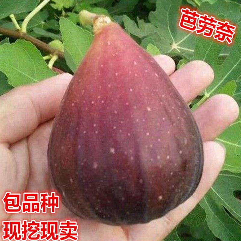芭劳奈无花果树苗，果实味道很甜，香气四溢，，外观美丽