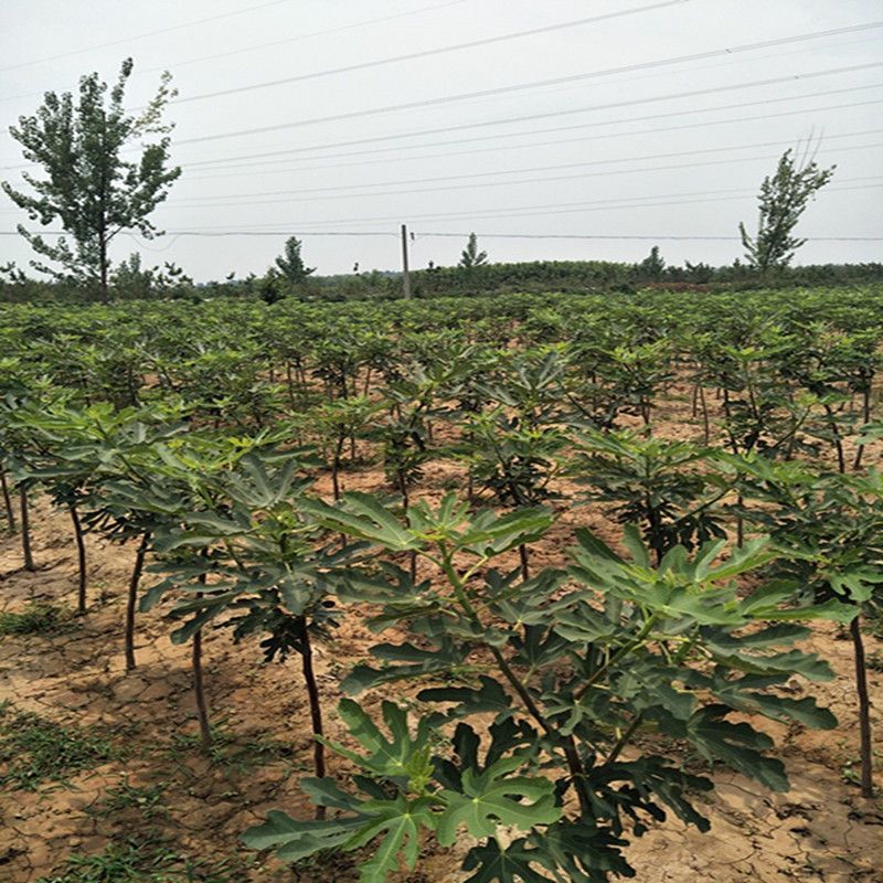 芭劳奈无花果树苗，果实味道很甜，香气四溢，，外观美丽