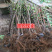 芭劳奈无花果树苗，果实味道很甜，香气四溢，，外观美丽