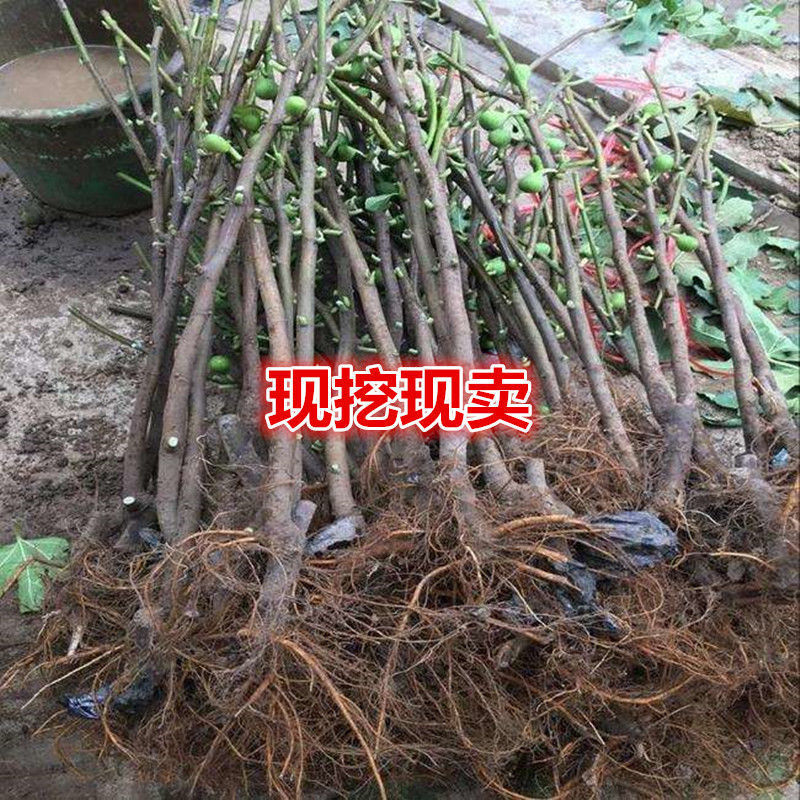 芭劳奈无花果树苗，果实味道很甜，香气四溢，，外观美丽