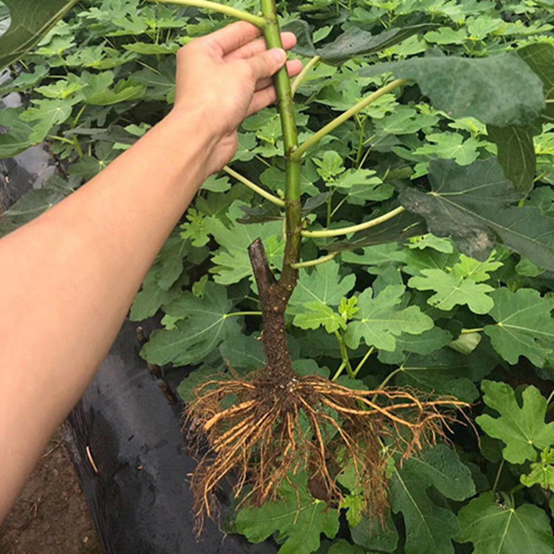 芭劳奈无花果树苗，果实味道很甜，香气四溢，，外观美丽