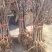 芭劳奈无花果树苗，果实味道很甜，香气四溢，，外观美丽