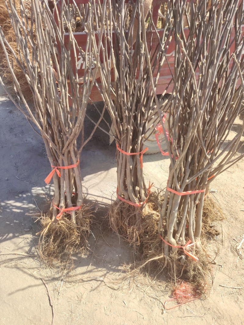 芭劳奈无花果树苗，果实味道很甜，香气四溢，，外观美丽