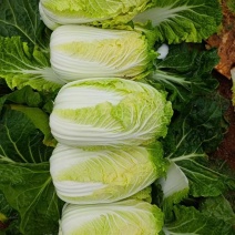 精品大白菜