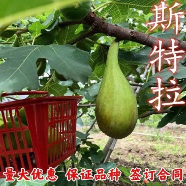 无斯科拉花果树苗，产量高，果形大，口感甜，包邮包活