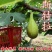 无斯科拉花果树苗，产量高，果形大，口感甜，包邮包活